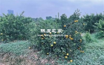 新會圈枝柑和駁枝柑的區別