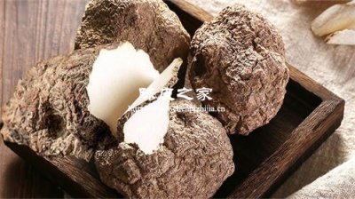 陳皮虎乳菌可以一起吃嗎