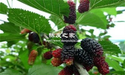 桑葚玫瑰花陳皮泡水喝功效