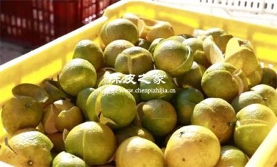 廣東四會陳皮的水果是哪種