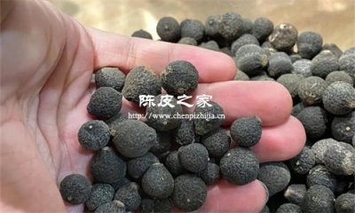 柑胎同陳皮靈芝有什么作用