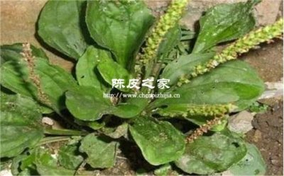 車前草可以和橘子皮熬水嗎