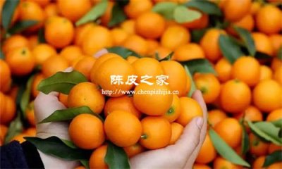 金桔和陳皮哪個止咳化痰更好