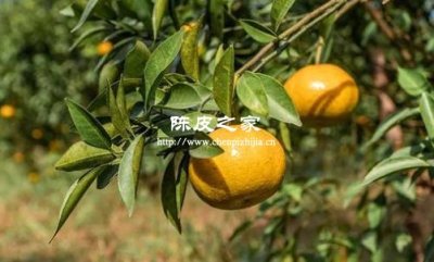 新會陳皮圈枝和駁枝的功效差別大嗎