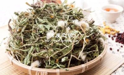 大棗蒲公英陳皮三樣泡水喝行不行