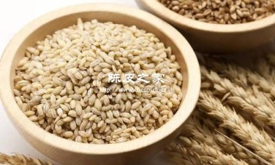 陳皮和大麥泡水喝是養胃的嗎