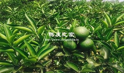 陳皮柑的種植技術(shù)與管理方法
