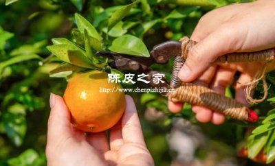 陳皮的采摘注意事項有哪些