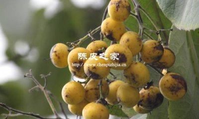 陳皮與野枇杷熬水可以吃嗎