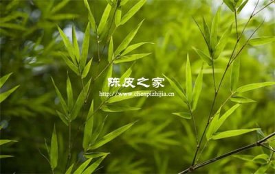 竹葉和陳皮泡水有什么功效