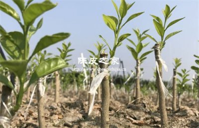 圈枝陳皮和駁枝陳皮的區(qū)別