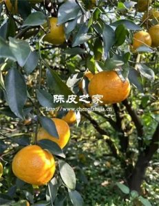 陳皮原枝柑和駁枝柑的區別