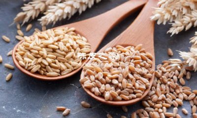 大麥陳皮山楂茶有什么功效