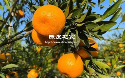 華南地區有哪個市種植新會柑