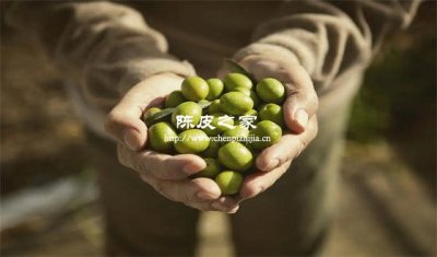 橄欖金桔陳皮哪個止咳效果好
