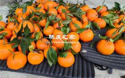 陳皮用三蒸三曬制作的能泡水喝嗎