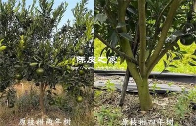 陳皮的原枝柑和圈枝柑的區別