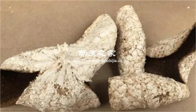 內囊脫落=年份足？陳皮的視覺陷阱