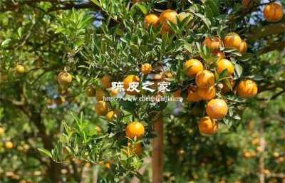 橙子皮可以做陳皮嗎?揭秘陳皮制作的真相