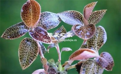 金線蓮和老陳皮煮水喝有什么功效