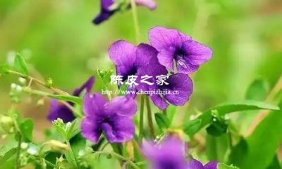紫花地丁配伍陳皮的功效