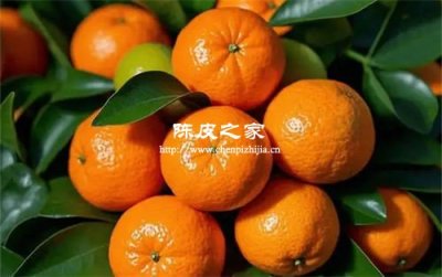 橘子柑子橙子哪種用來做陳皮好
