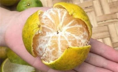 耙耙柑皮可以代替橘子皮做陳皮嗎