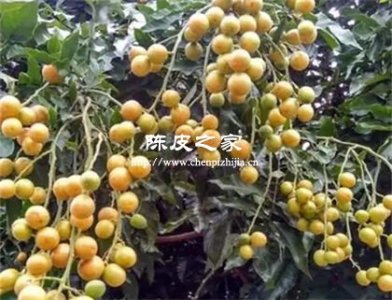 黃皮葉和陳皮可以煮水喝嗎