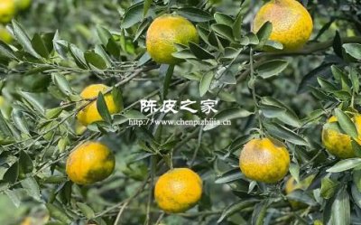 新會的陳皮用哪個品種的柑