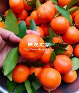 川紅橘陳皮和新會陳皮哪個好