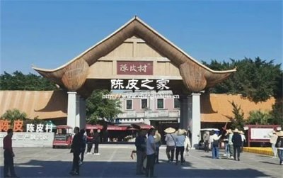 正宗的新會陳皮村在哪個地方