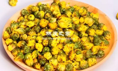 陳皮胎菊泡水喝的功效與作用