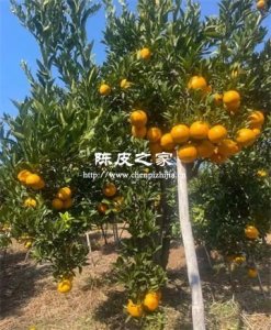 所有橘子皮都能做陳皮?你可能想錯了