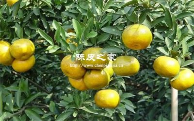 “一兩陳皮一兩金”的收藏之道