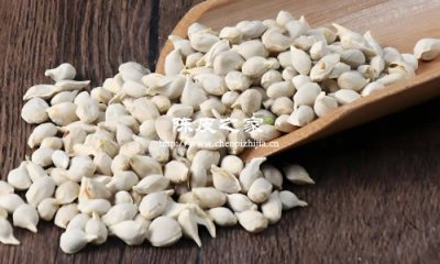 橘核是什么，能和陳皮一起泡水喝嗎