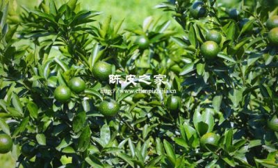 陳皮種植有什么要求和條件嗎