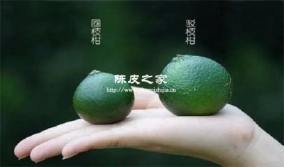圈枝陳皮與駁枝陳皮怎么辨認
