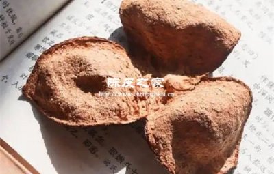 微生物竟是陳化關鍵?揭開陳皮“活態轉化”之謎