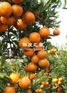 新會陳皮與普通橘皮：百元差價背后的秘密是什么？