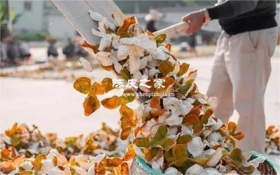 人工烘干和自然曬制：哪種陳皮更值得收藏？