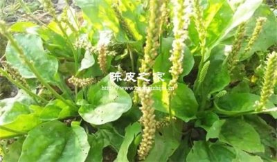 車前草能和陳皮一起煲水喝嗎