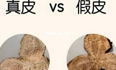 市面上陳皮都是真的陳皮嗎