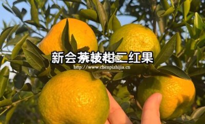 做陳皮選用什么樣的水果最好