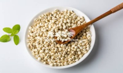 喉嚨干癢？陳皮配川貝煮水比喝糖水管用