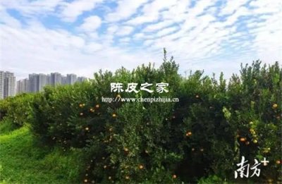 手感輕飄才是好的陳皮嗎？