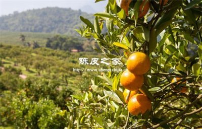 在哪里買十年以上年份的陳皮比較好