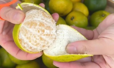 陳皮炮制全解：傳統(tǒng)工藝與現(xiàn)代改良