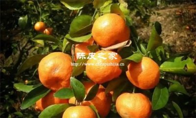 除了新會陳皮哪里的陳皮質量也可以